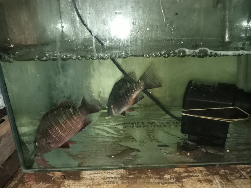 Bawor Aquatic: Surga Ikan Hias di Jantung Cilacap